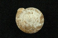 藏品(臺灣盾蝸牛)的圖片